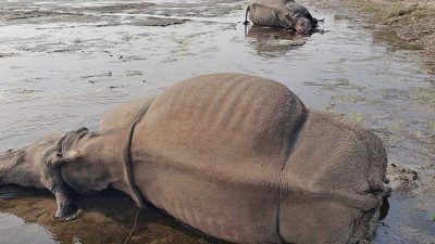 खाग चोरी भएको अवस्थामा दुई गैँडा मृत फेला